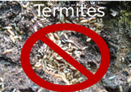Atlanta termite control