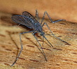 Atlanta mosquito control