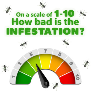 pest infestation, pest problem, pest control survey
